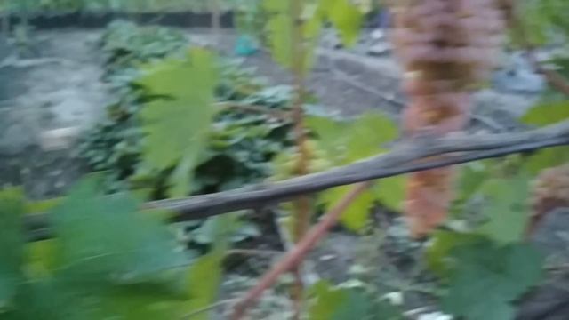 Виноград- кишмиш Мечта . смотреть онлайн