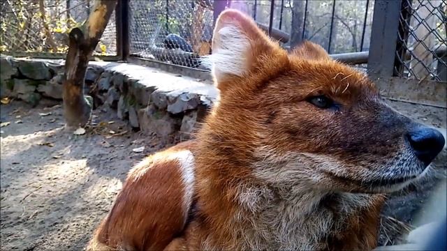 Один красный волк позирует, другие бегают 15.10.2021 смотреть онлайн