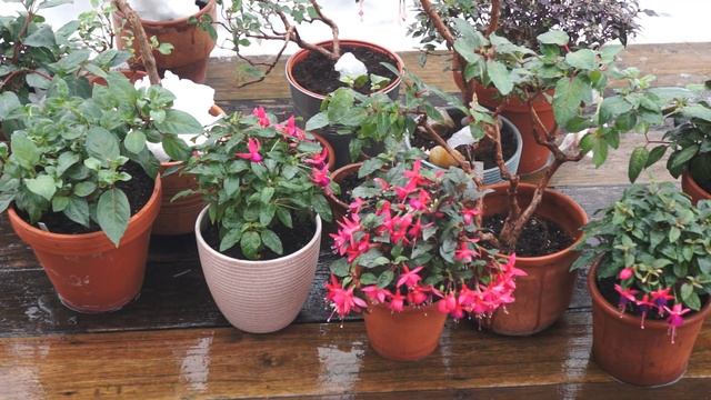 Фуксии на снегу 12.03.23. начала выгул фуксий смотреть онлайн