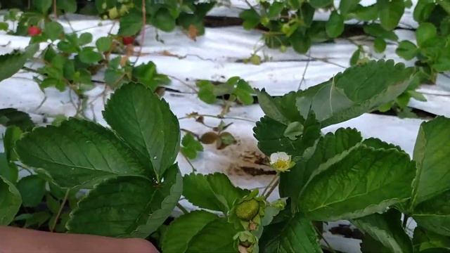 Клубника Флорида Бьюти против дождя. смотреть онлайн