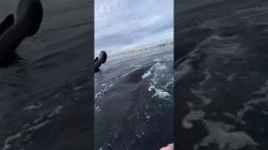 кит
