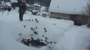 Хищная птица охотится за моими подопечными