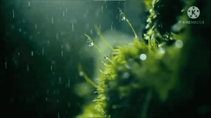 Дождь и солнце?☀ #стихи #природа