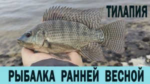 Рыбалка ранней весной на ТИЛЯПИЮ