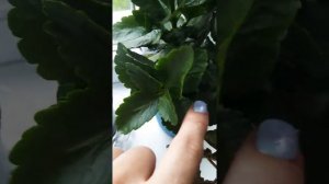 Каланхое уход и розмножение ,как придать ухожений вид.
