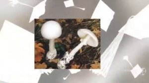 Гриб Бледная Поганка Amanita Phalloides