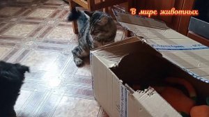 Котенок Кузя играет с Бароном в Царь горы. Кто же будет царь?...