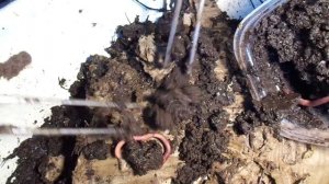 Мониторинг «Старатель» Эйсения Фетида (Eisenia Fetida) 16.06.2015. 1