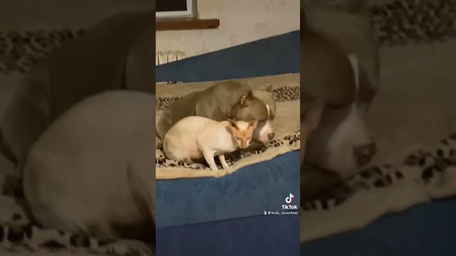 У котопса Эльфика особая любовь к Лирочке 🥰#булли #дружба #каккошкассобакой #корнишрекс