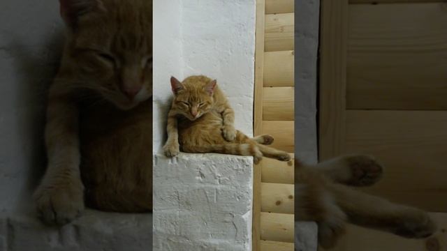 Апельсинка спит