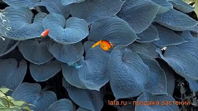 Хоста гибридная Хедспен Блу (hosta) ? хоста Хедспен Блу обзор: как сажать рассада хосты Хедспен Блу смотреть онлайн