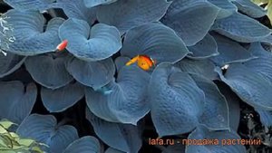Хоста гибридная Хедспен Блу (hosta) ? хоста Хедспен Блу обзор: как сажать рассада хосты Хедспен Блу