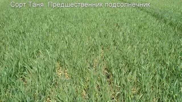 Озимая пшеница по разным предшественникам
