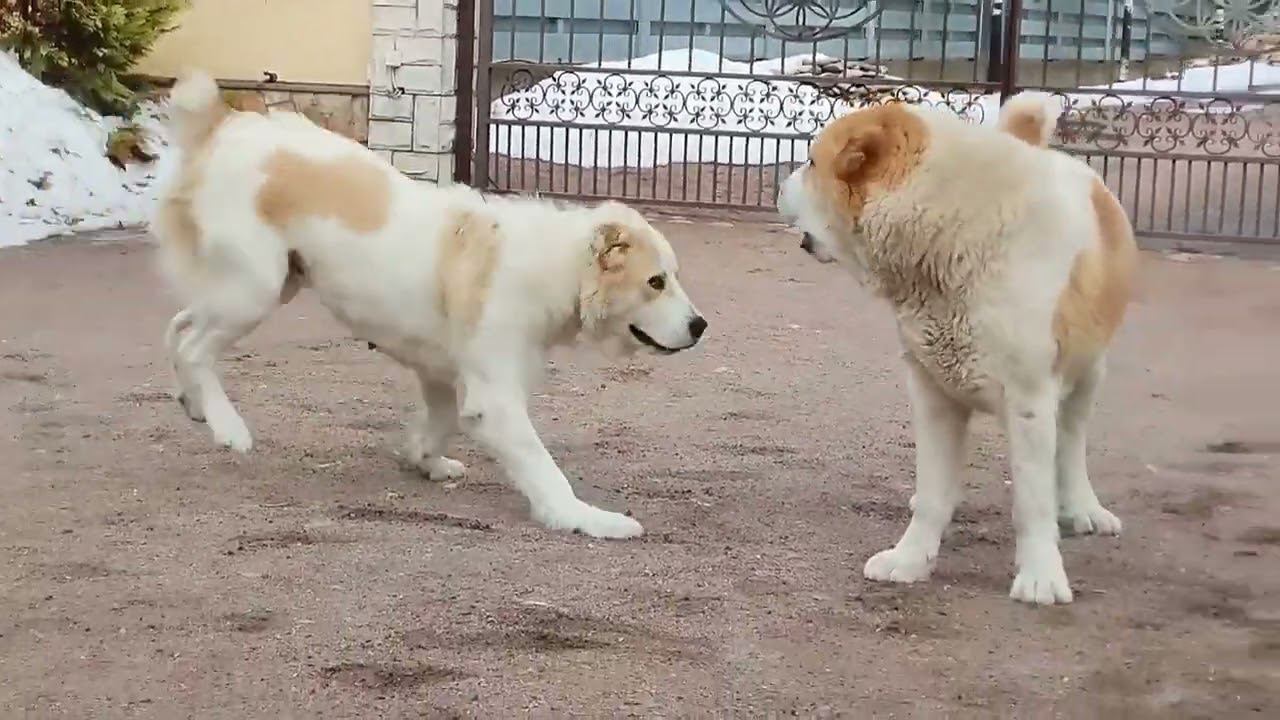 Отношения отца и дочери. смотреть онлайн