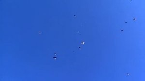 Клуб голубеводов украины николаевские голуби