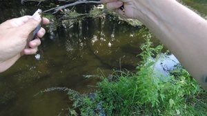 tanago в ручье