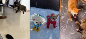 Приколы с животными ?? Смешные коты Приколы с котами Смешные...??