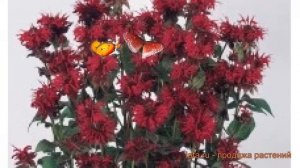 Монарда обыкновенная Панорама Ред ? Панорама Ред обзор: как сажать, семена монарды Панорама Ред