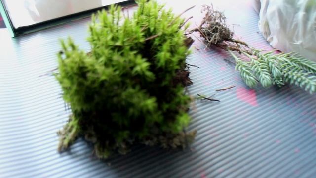 ДЕКОР ДЛЯ БОГОМОЛА ЗА 0 РУБЛЕЙ! НАШЛИ БОГОМОЛА! MZ смотреть онлайн