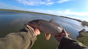 Хороший клёв Сазана и Карася на Цимлянском водохранилище