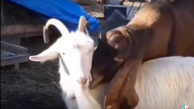 Любимая я подарю тебе эту звезду. Восточные козы в Якутии. Гулаби. Нубийцы.Прикольные животные смотреть онлайн