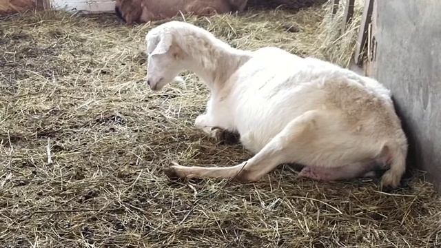 Осталось совсем чуть-чуть//Явные признаки приближающихся родов у Козы смотреть онлайн