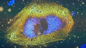 Омоложение лица, волос, тела. Сеанс медитации.