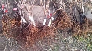 Саженцы винограда. Осень
