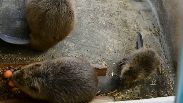 Воронежский заповедник. Бобровый питомник смотреть онлайн