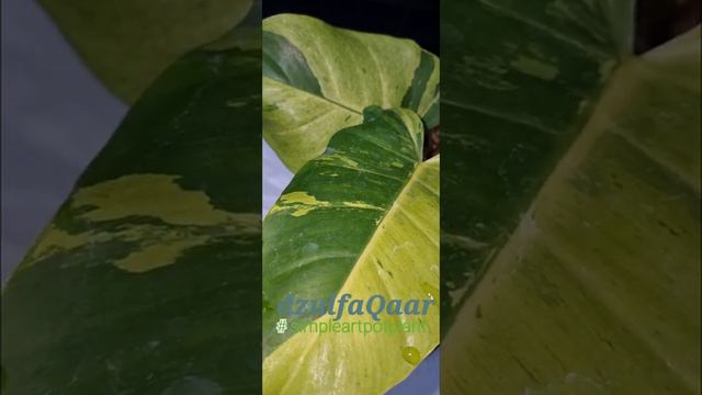 philodendron jungle fever variegated