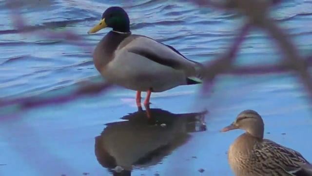 Утки кряквы зимой на озере. Mallard ducks in winter on the lake. смотреть онлайн