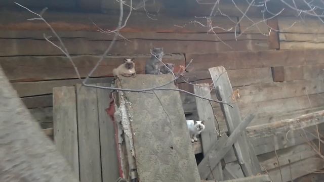 Бездомные котята сироты. ЭКСКЛЮЗИВ! ТАКОГО вы гарантированно не видели!!!
