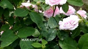 РОЗЫ. Самые ароматные ЖАК КАРТЬЕ, КОМТ ДЭ ШАМБОР. Июнь 2020