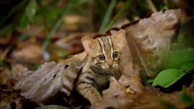 Ржавая кошка