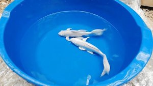 Карпы кои вуалевые платиновые