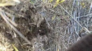 Сеем лён сеялкой сзс 2.1 в покровные культуры no till