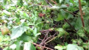 На медвежьей тропе. Как столкнуться с медведем и уйти целым? 21 августа 2019г  18+