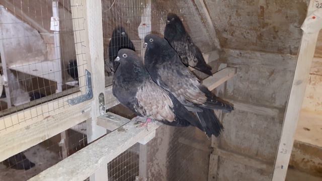 Кировоградские голуби. Продам молодёж.тел.+380677051219