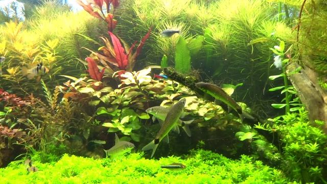 "Бородоеды" - уничтожители мха! смотреть онлайн