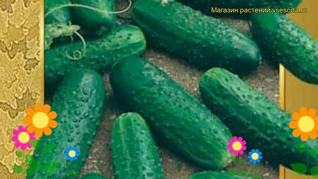 Огурец гибридный Маринда f1. Краткий обзор, описание характеристик, где купить семена Marinda f1 смотреть онлайн