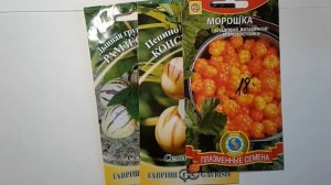 Морошка: Выращиваем рассаду морошки!!! Способ проращивания семян для рассады в домашних условиях.