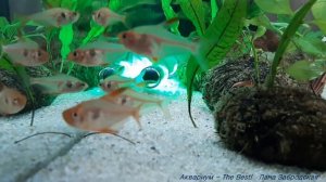 Орнатусы осваиваются в свежезапущенном аквариуме