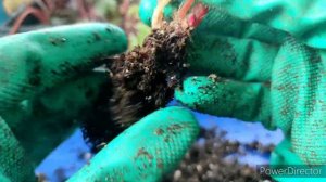 Пересадка бегоний из посылки. Корневая, возраст деток.