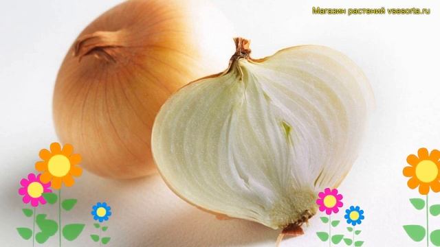 Лук репчатый Геркулес. Краткий обзор, описание характеристик, где купить луковицы Геркулес смотреть онлайн