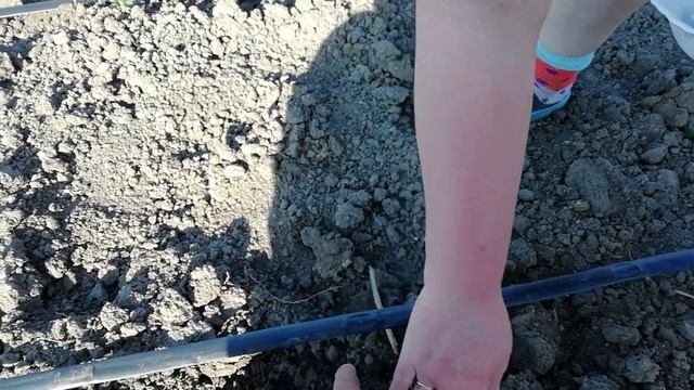 Стелю капельку, сажаю помидоры рассаду. смотреть онлайн