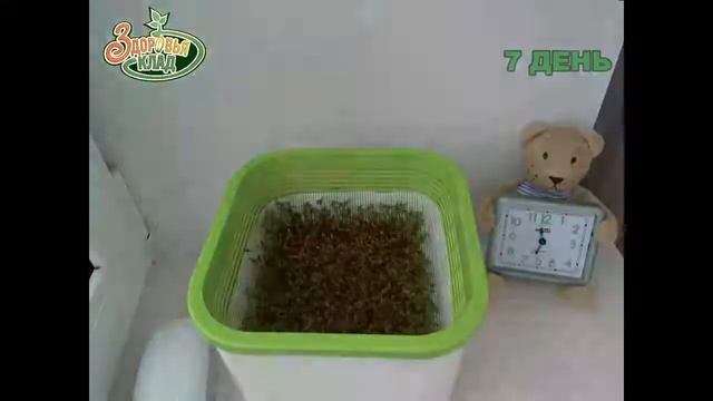 Пошагово выращиваем микрозелень кресс-салат в АэроСАДу Здоровья КЛАД смотреть онлайн