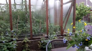 Опрыскивание томатов фитоспорином, профилактика болезней безопасным биологическим средством