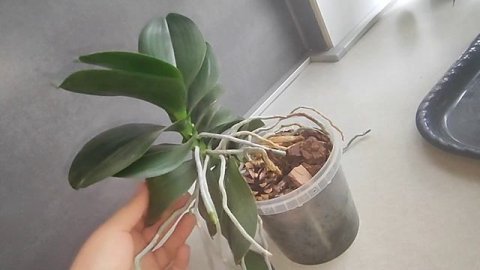 #15 ОрхоVLOG заметно похорошела орхидея, от небольших манипуляций. Орхидея лошадь решила порадовать