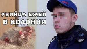 Убийца ежей в колонии