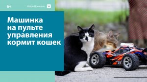 Сочинец подкармливает бездомных котов с игрушечной машинки — Москва FM